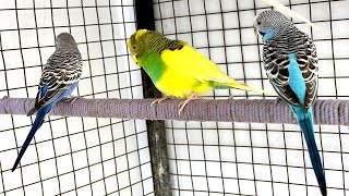 Natures Music Peaceful Budgie Sounds in budgie parakeet aviary [upl. by Adnalu]