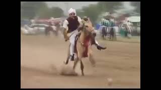 whatsapp status horse lover status neza bazi by a A G R tent pegging club of pakistan [upl. by Enyt]