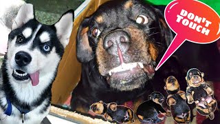 Roxy Puppy🐾 Touch Karne Nahin de Rahi☹️ Dog Can talk part 82 Rottweiler protecting Review reloaded [upl. by Ellekim]