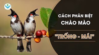 Cách nhận biết Chào mào quotTrống  máiquot┃Nông Sản ND [upl. by Aileduab687]