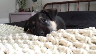 German Shepherd puppy talking back [upl. by Cranford]