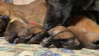 Fifth toe excess phalanges on the hind legs of puppies SUBS [upl. by Kancler]