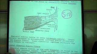 BIOLOGY LAB THE CELL CYCLE amp MITOSIS by Professor Fink [upl. by Maitund]