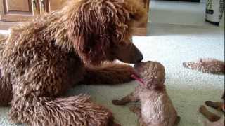 Red standard poodle puppies having fun playing [upl. by Akahc364]