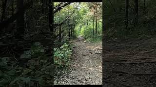 Part of the West Access Trail at Miller Springs Nature Center shorts nature outdoors [upl. by Nnalorac]