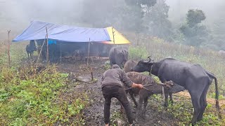 nepali ladies works place mountain village life treditionalvillage life mountain village vlog [upl. by Notsirk228]