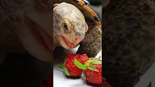 ASMR Turtle tortoise eating strawberry🍓 [upl. by Naneik]