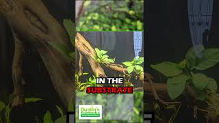 ANUBIAS NANA OUR BEST SELLING ANUBIAS AQUARIUM PLANT For Sale [upl. by Atnicaj]