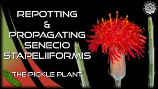 Repotting amp Propagating Senecio Stapeliiformis  The Pickle Plant  Cactus amp Succulent Collection [upl. by Aubarta]