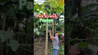 Pick amp catch Papaya [upl. by Maxfield]