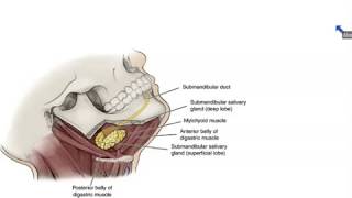 Submandibular and Sublingual Salivary Glands  Dr Ahmed Farid [upl. by Aksehcnarf317]