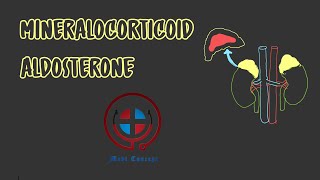 Mineralocorticoid Aldosterone Mechanism of action Functions Escape phenomenon MBBSNEETUSMLE [upl. by Hardunn986]