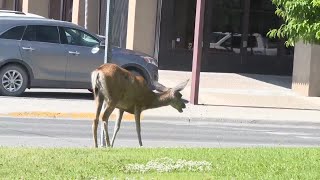 Anaconda dealing with increasing urban deer problem [upl. by Aneeram]