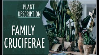 Plant Description family cruciferae Brassicaceae in Hindi [upl. by Charita24]