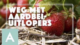 Aardbeiplanten in de moestuin onderhouden  Grow Cook Eat 34 [upl. by Diaz]