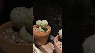 Tephrocactus Geometricus 🌵cactus plants everyone highlights shorts [upl. by Ruel193]