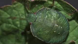 Common green shield bug complete [upl. by Schlessel]