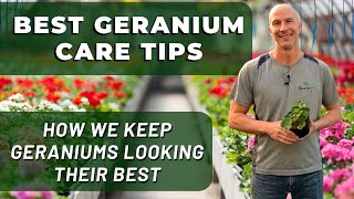 Best GERANIUM Care Tips  What Weve Learned To Keep Geraniums Looking Their Best [upl. by Annoda]