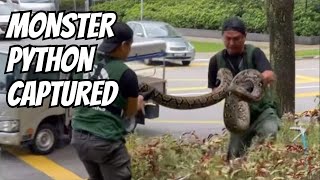 Is This the BIGGEST Reticulated Python Ever Caught on Camera [upl. by Kabab]