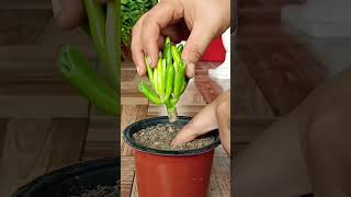 How To Propagate Crassula ovata Gollum  Succulent Plant from Cutting One month update plants [upl. by Marven]