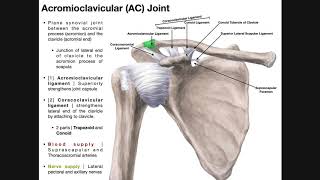 The Acromioclavicular AC Joint  Anatomy and Function [upl. by Mcloughlin419]