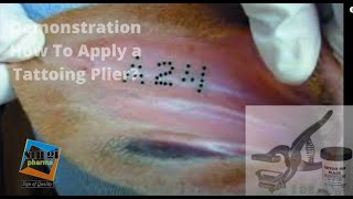 Tattooing plier for Cattle  How to Tattoo an Animal  Marking Plier [upl. by Atekehs]