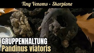 12 in der Gruppenhaltung  Pandinus viatoris  Skorpione  Scorpions [upl. by Taam546]