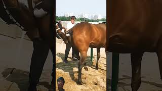 horse equestrian horselover horseracing animals funny 10millionsviewscomedyfilms motivation [upl. by Fadil237]