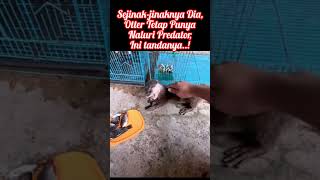 Naluri Otter si Berangberang sebagai Hewan Predator Buas  shorts otter [upl. by Armyn]