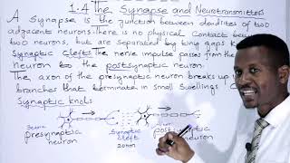 BIOLOGY FORM 4 CHAPTER 1 Synapse and Neurotransmitters LECTURE 08 [upl. by Enrica481]