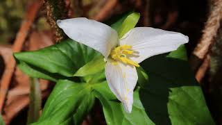 Western Trillium [upl. by Devine]