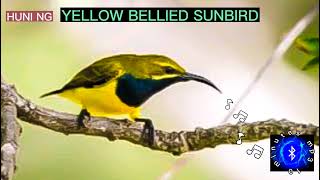 YELLOW BELLIED SUNBIRD aka OLIVEBACKED SUNBIRD SOUND CALLS huntsmanph [upl. by Aihsenod]