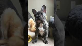 Baby Frenchie Puppy French Bulldog Being Cute [upl. by Garlanda]