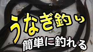 【釣り動画】こんなに簡単にウナギが釣れる！ [upl. by Bashemath]