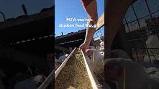 POV chicken feeder chicken pasturedpoultry farmer farm animals milliondollarbaby [upl. by Ravens]