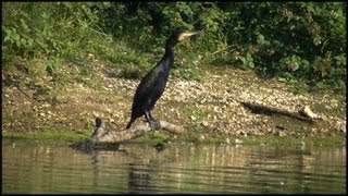 Cormorant  Great Black Cormorant Phalacrocorax carbo [upl. by Sandell]