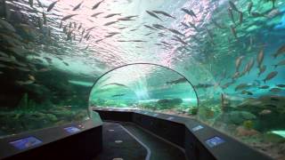 Ripleys Aquarium of Canada [upl. by Aihtenyc]