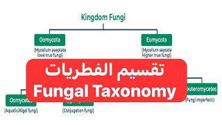 تقسيم الفطريات Fungal Taxonomy [upl. by Merv]