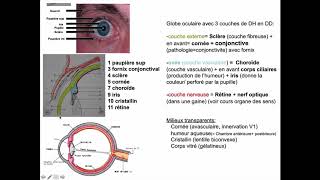 Cavité orbitaire  limites osseuses globe et annexes [upl. by Enatan]