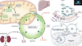 Amino Acids Degradation Protein Catabolism [upl. by Milli]