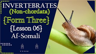 FORM THREE  BIOLOGY  PHYLUM PORIFERA  AFSOMALI [upl. by Asilav]