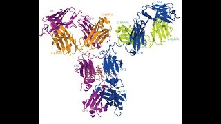 Understanding of Immunoglobulin structure representation on IMGT database [upl. by Krueger879]