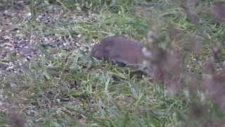 Common Vole Enjoying The Bird Seed In Our Garden [upl. by Yelsnit]