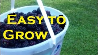 Easy to Grow Triple Crown Thornless Blackberries [upl. by Wanids]