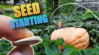 SEED STARTING  Giant Pumpkin Beginner Tips [upl. by Nylesaj]