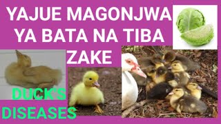 MAGONJWA MAKUU YA BATA NA TIBA ZAKE [upl. by Lucio217]