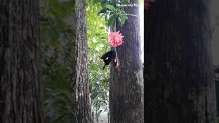 Red Helen Butterfly  Papilio helenus  Swallowtail Butterfly  Butterfly Of India [upl. by Assertal]