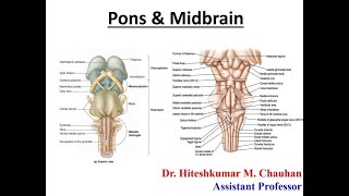 Pons amp Midbrain  Neuroanatomy Lecture [upl. by Rosenthal]