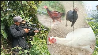 Chicken shootingAYAMbirdhunting airgunhunters [upl. by Lechner]