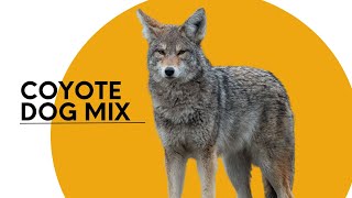 All About the Coyote Dog Mix AKA the Coydog [upl. by Lletnahc]